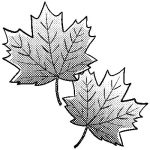 kaede-leaf-twin-mono