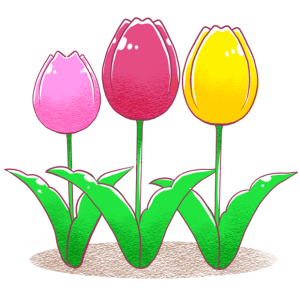 tulip-color